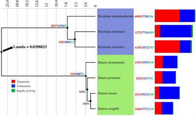 Gene family evolution and natural selection signatures in Datura spp. (Solanaceae)